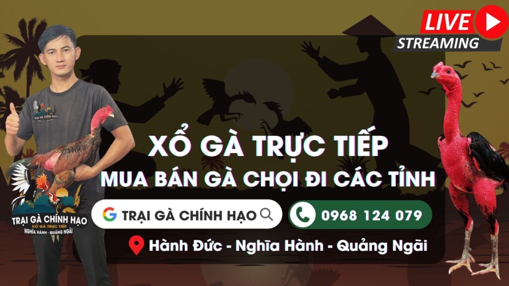 Video ngày 30/11 – Trại Gà Chính Hạo